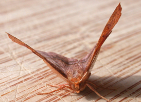 Common Metarranthis
